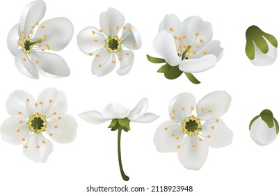 Realistic sakura or cherry blossom Spring blooming flowers, white petals vector set for your own design.