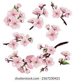 Realistic sakura cherry icons set with blossoming tree branches isoalted vector illustration