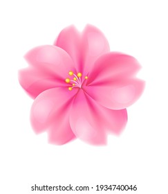 Realistic sakura flower on white background. Pink bloom, large flower blooms in spring. Hanami holiday. Cherry flower on a white background.