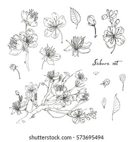 Realistic sakura hand drawn set with buds, flowers, leaves, branch. Contour vintage style illustration. 