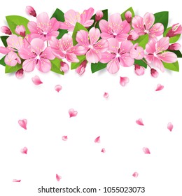 Realistic sakura japan cherry or apple tree branch with blooming flowers. Pink flowers border with falling petals on white background. Vector illustration