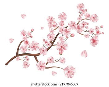 Realistic sakura japan cherry branch with blooming flowers vector illustration