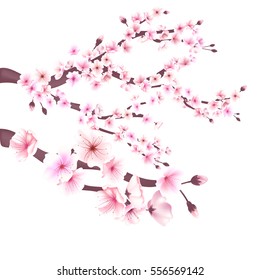 梅の木 イラスト の画像 写真素材 ベクター画像 Shutterstock