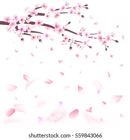 Realistic sakura japan cherry branch with blooming flowers vector illustration. Cherry blossoms, Chinese New Year, Spring Festival, sakura flowers, Valentine's Day, Haname festtival.