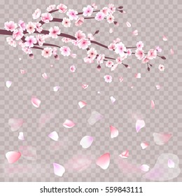 Realistic sakura japan cherry branch with blooming flowers vector illustration. Cherry blossoms, Ume, Hanami, Chinese New Year, Spring Festival, sakura flowers, Valentine's Day