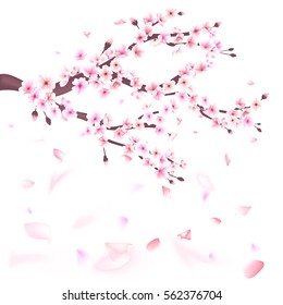 Realistic sakura japan cherry branch with blooming flowers illustration.