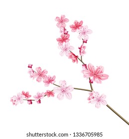 Realistic sakura tree branch. Elegant japanese symbol. Blooming plant twig with pink flower petals. Asian cultural symbol. Floral spring design decoration. Vector illustration.