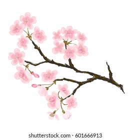 Realistic sakura tree, japan cherry branch. Sakura branch on a white background. Spring design decoration. Vector Stock illustration isolated on white background.