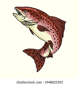 realistic salmon breed. vector illustration