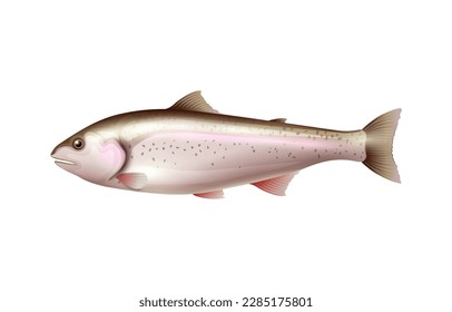 Realistic salmon fish on white background vector illustration