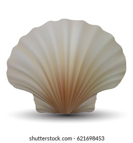 Realistic scallop seashell. Vector.