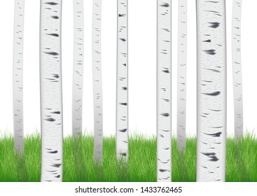 realistic scenic landscape. trunks of birches and green grass. isolated on white background for design