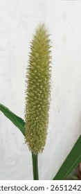 
Realistic Scenic View Featuring Lush Pearl Millet in Nature