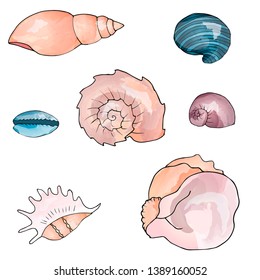 Realistic sea shell collection.Hand drawn vector shells illustration.
