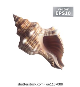 Realistic sea shell. Isolated on a white background. Vector illustration