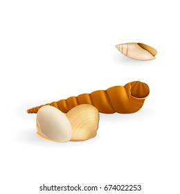 Realistic Seashell Isolated on White Background. Beautiful Clam Mollusc Shell. 3d Vector Sea Shell Illustration