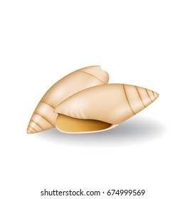 Realistic Seashell Isolated on White Background. Beautiful Clam Mollusc Shell. 3d Vector Sea Shell Illustration