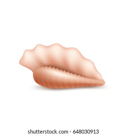 Realistic seashell isolated, vector icon.