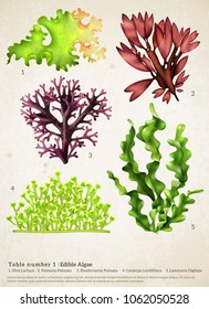 Algas marinas realistas con imágenes de diferentes plantas submarinas con subtítulos de texto de biología en papel ilustración vectorial