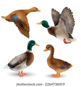 Realistic set of adult wild ducks and drakes on white background isolated vector illustration