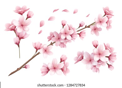 Realistic set of beautiful sakura branches flowers and petals isolated on white background vector illustration