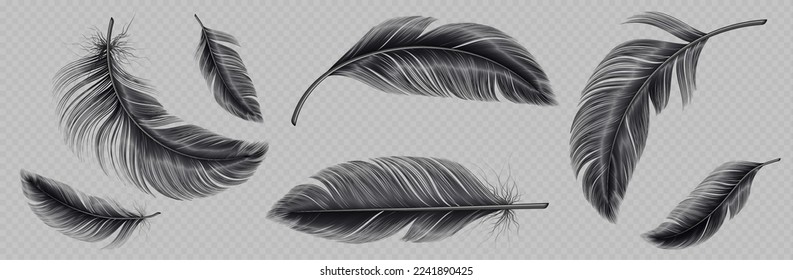 Conjunto realista de plumas negras aislado en un fondo transparente. Ilustración vectorial de colchas de pájaro o ángel que caen y vuelan esponjosamente. Símbolo de la ligereza del aire, de la elegancia del cisne. Elemento de diseño