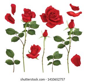 Realistic set of blooming red rose flowers and petals isolated on white background vector illustration