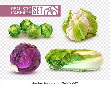 Realistic set with brussels sprouts chinese cabbage cauliflower isolated on transparent background vector illustration