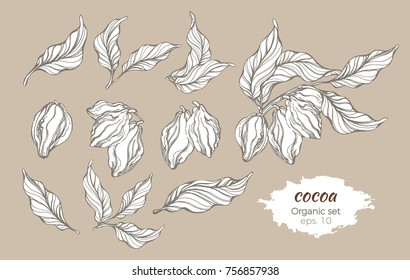 Realistic set of cocoa tree branches with leaves and beans. Vector botanical drawing collection. Line art design. Realistic nature style Organic food. Sketch illustration isolated on white background 