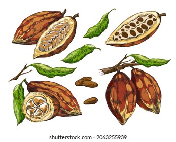 Conjunto realista de cacao con vectores sin maduración, vectores, cortados y enteros, aislados en fondo blanco. Granos de cacao orgánicos crudos de la naturaleza, vainas en rama, hojas.