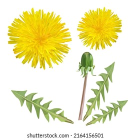 Realistic set of dandelions with a bud and green leaves on an empty background vector illustration