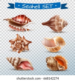 Realistic set of different beautiful seashells isolated on transparent background vector illustration