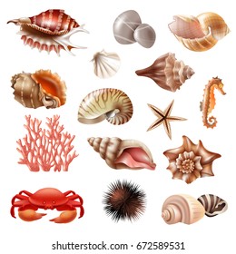 Realistic Set Of Different Beautiful Seashells And Other Sea Animals Isolated On White Background Vector Illustration