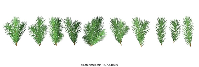 Realistic set of fir branches. Christmas tree, detailed pine. Symbol of Christmas and New Year isolated on white background for your design.