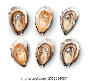 Realistic set of fresh opened oysters isolated on white background vector illustration