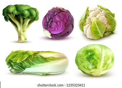 Realistic set with fresh white cabbage broccoli chinese leaves cauliflower isolated vector illustration