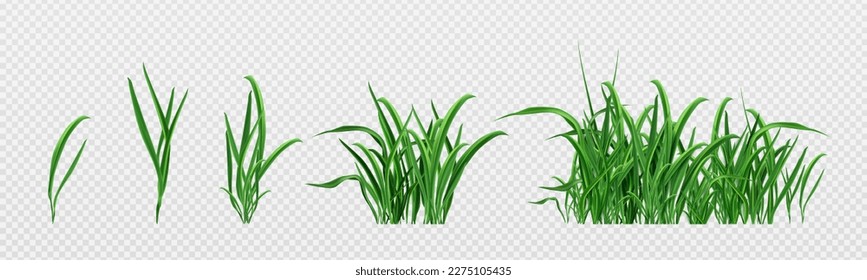 Realistic set of green grass sprouts isolated on transparent background. Vector illustration of lawn plant, landscape design element, garden decoration, football pitch surface, fresh meadow herb