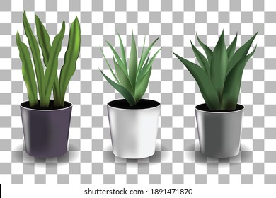 Realistic set of houseplant vector and illustrator