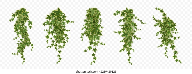 Realistic set of ivy vines hanging on wall png isolated on transparent background. Vector illustration of Hedera plant with green leaves, home interior, garden landscaping or floral design element