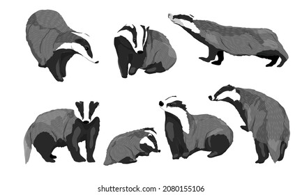 Realistic set of males, females and cubs of European badgers Meles meles in different poses. Forest wild animals of Europe. Vector animals