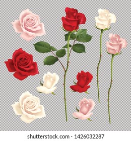 Realistic set of red pink and white roses isolated on transparent background vector illustration