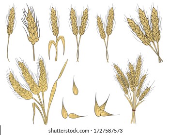 Realistic set of ripe wheat isolated on a white background. Vector set of ears of wheat. Cereal crop, agriculture or bakery theme .Vector illustration.