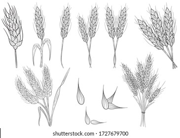 Realistic set of ripe wheat isolated on a white background. Vector set of ears of wheat. Cereal crop, agriculture or bakery theme .Vector illustration.