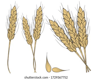 Realistic set of ripe wheat isolated on a white background. Vector set of ears of wheat. Cereal crop, agriculture or bakery theme .Vector illustration.