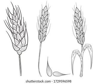 Realistic set of ripe wheat isolated on a white background. Vector set of ears of wheat. Cereal crop, agriculture or bakery theme .Vector illustration.