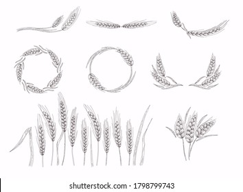 Realistic set of ripe wheat isolated on a white background.  Wheat ears sketch doodle.