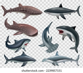 Conjunto realista de íconos de peces tiburones sobre fondo transparente ilustración vectorial aislada