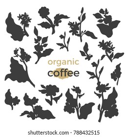 Realistic set of silhouette coffee tree branches with leaf, bean, flower. Vector botanical collection Floral design Shape, shadow Organic drink Black shapes illustration isolated on white background 