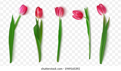 Realistic set of tulips set on a transparent background.Vector illustration.