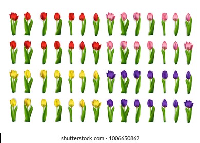 Realistic set tulips vector. Spring flower card background template. Woman wedding floral poster. Bouquet design isolated white. Lady holiday girl frame. Pink, red, blue, lilac, yellow tulip.